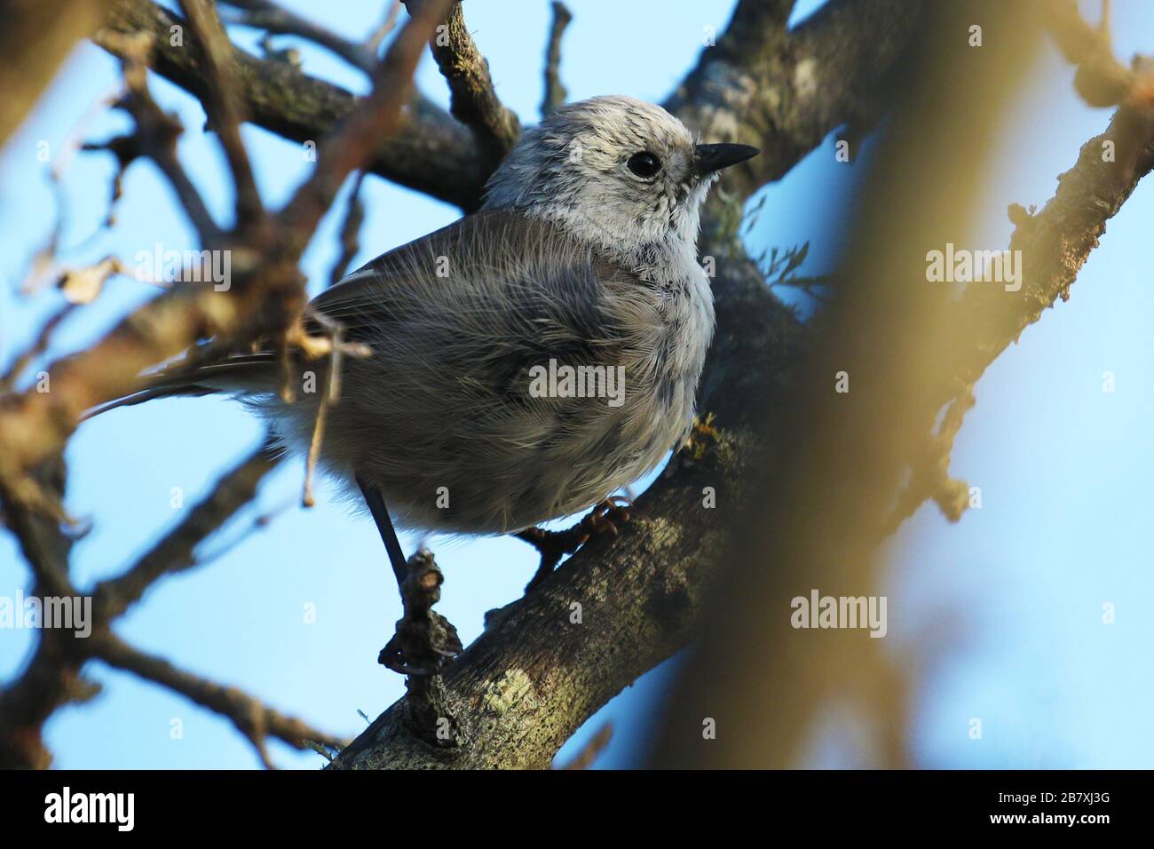 Whitehead, oiseau endémique de Nouvelle-Zélande Banque D'Images