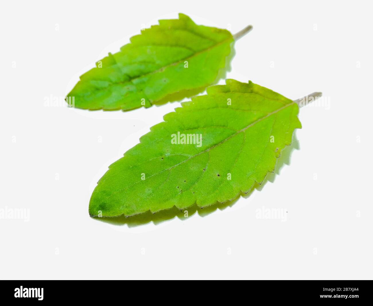 Une photo de feuilles de basilic Banque D'Images