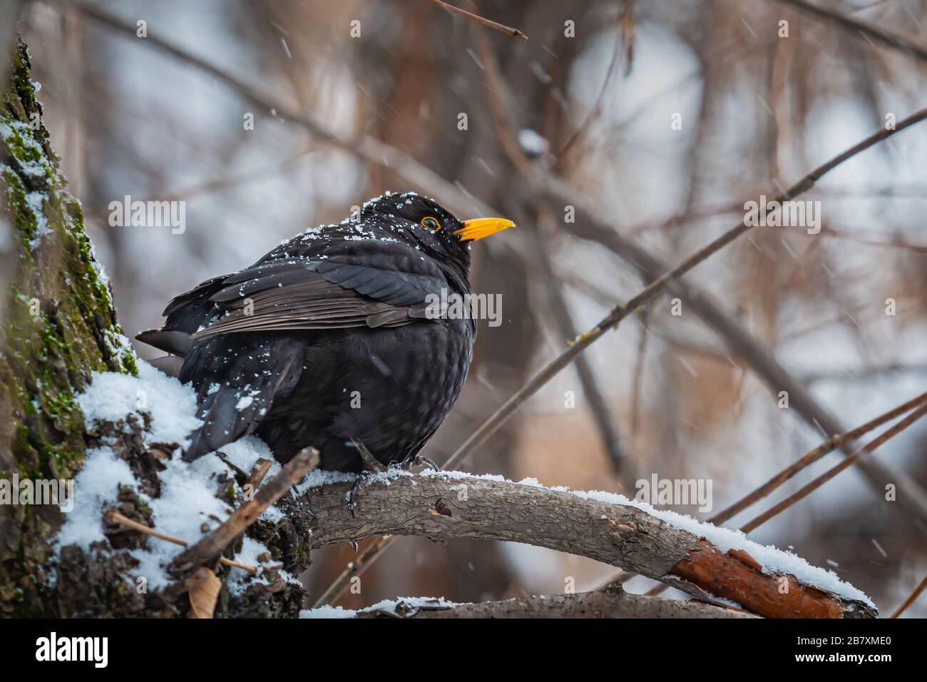 Blackbird se trouve sur une branche de la chute de neige. L'oiseau gèle, le corps de l'oiseau est douche avec des flocons de neige Banque D'Images