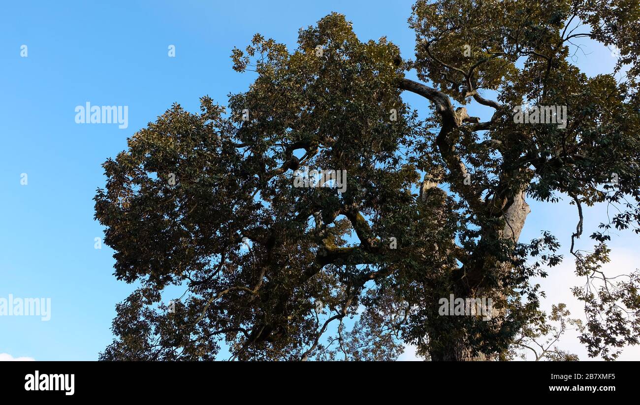 Partie supérieure d'un grand arbre avec des feuilles épaisses et des branches fortes, et ciel bleu en arrière-plan. Banque D'Images