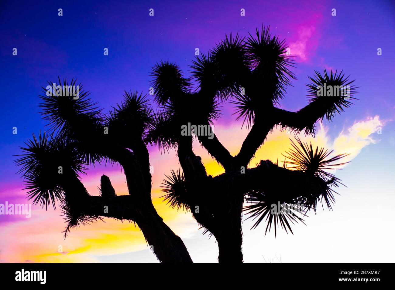 Coucher de soleil coloré ciel de Joshua Tree du parc national de Joshua Tree Banque D'Images