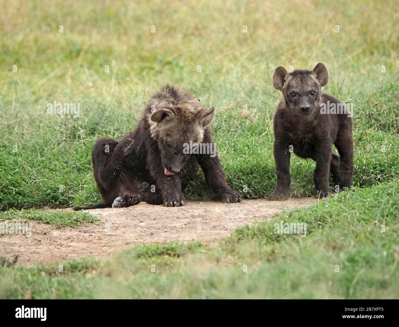 Deux jeunes chiots Hyena tachetée (Crocuta crocuta) à fourrure sombre à l'entrée de den OL Pejeta Conservancy, Laikipia, Kenya, Afrique Banque D'Images