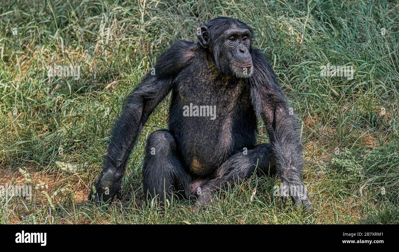 Portrait de curieux demandé adulte Chimpanzé dans l'herbe haute, closeup, détails Banque D'Images