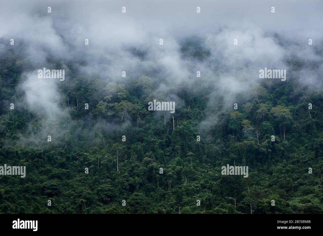 Forêt de nuages au Laos, Asie du Sud-est Banque D'Images