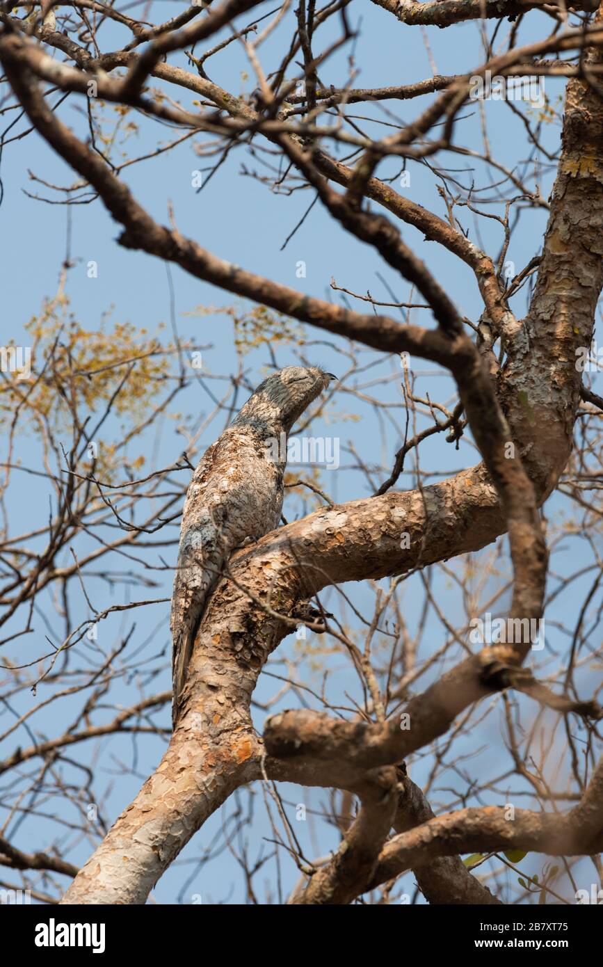 Un grand Potoo (Nyctibius grandis) camouflé sur un arbre pendant la saison sèche dans le Pantanal, Brésil Banque D'Images