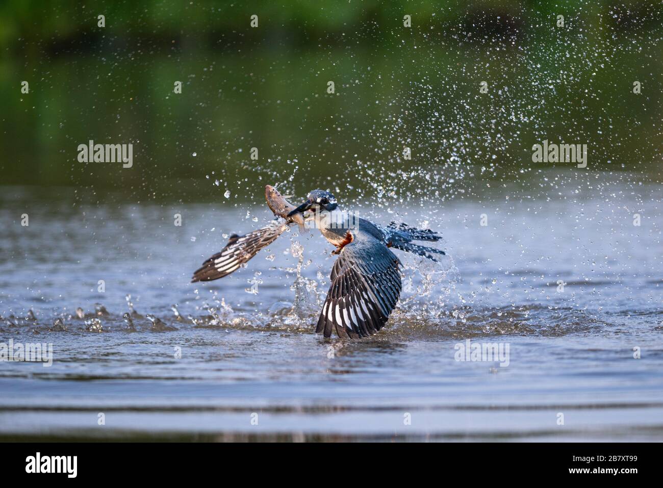 Un Kingfisher annelé (Megaceryle torquata) qui attrape un petit poisson à North Pantanal, au Brésil. Banque D'Images