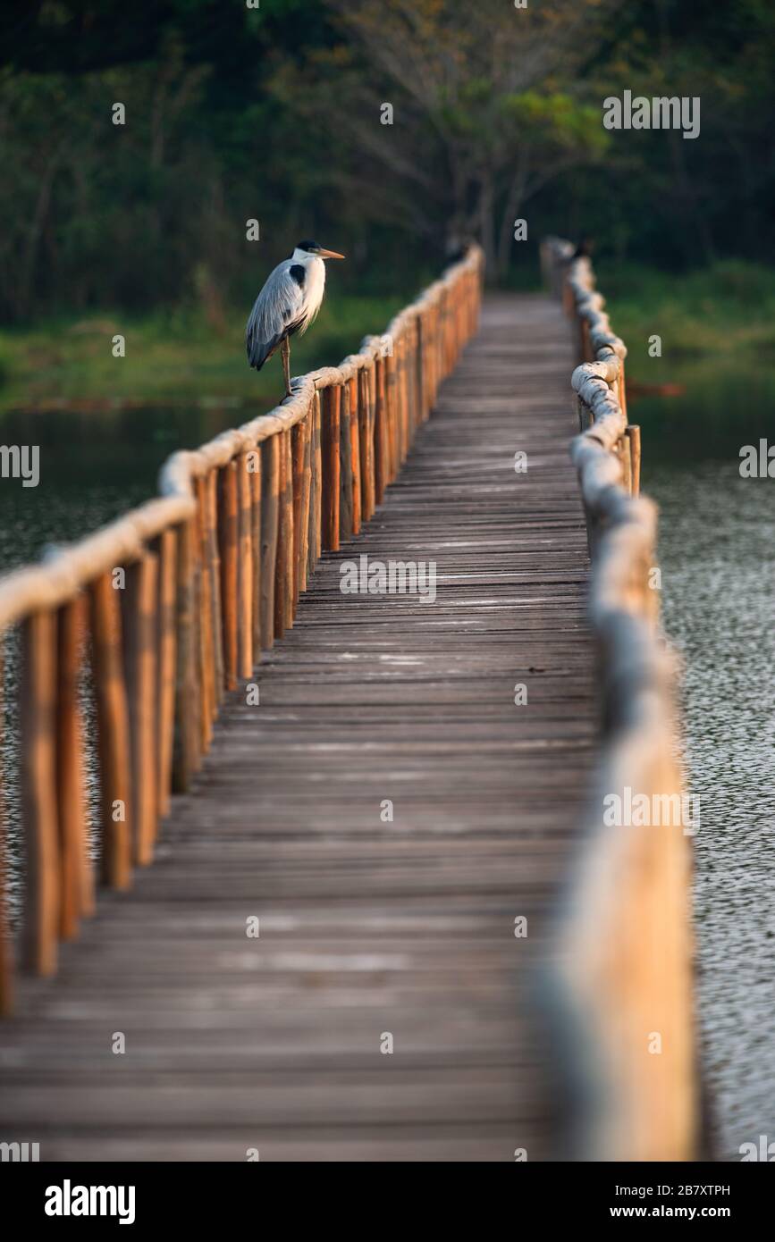 Cocoï Heron (Ardea cocoi) assis le long d'une passerelle en bois à Porto Jofre, Pantanal, Brésil. Banque D'Images