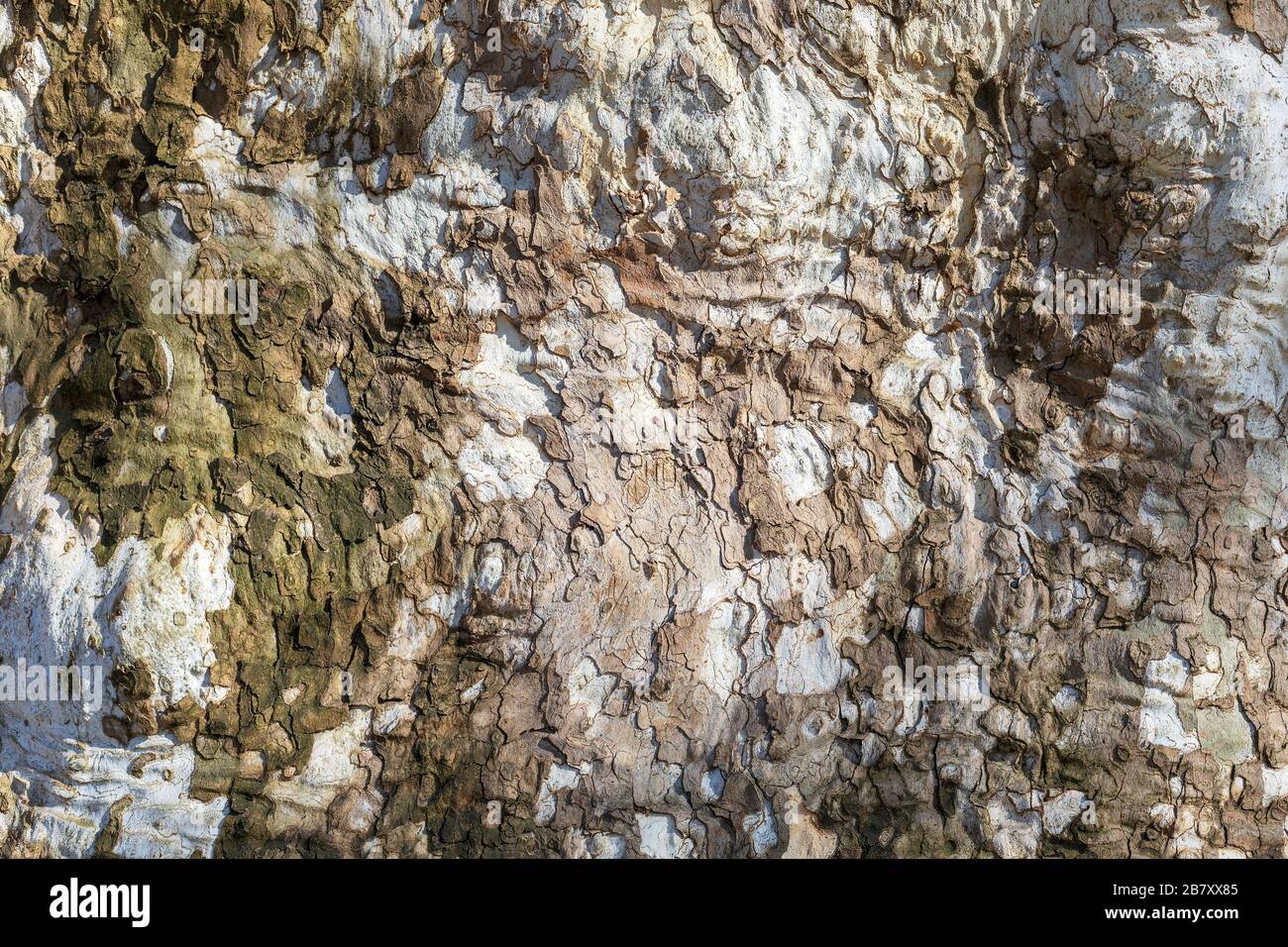 Vue rapprochée d'une écorce d'arbre d'avion vieilli. Fond abstrait naturel. Image Banque D'Images