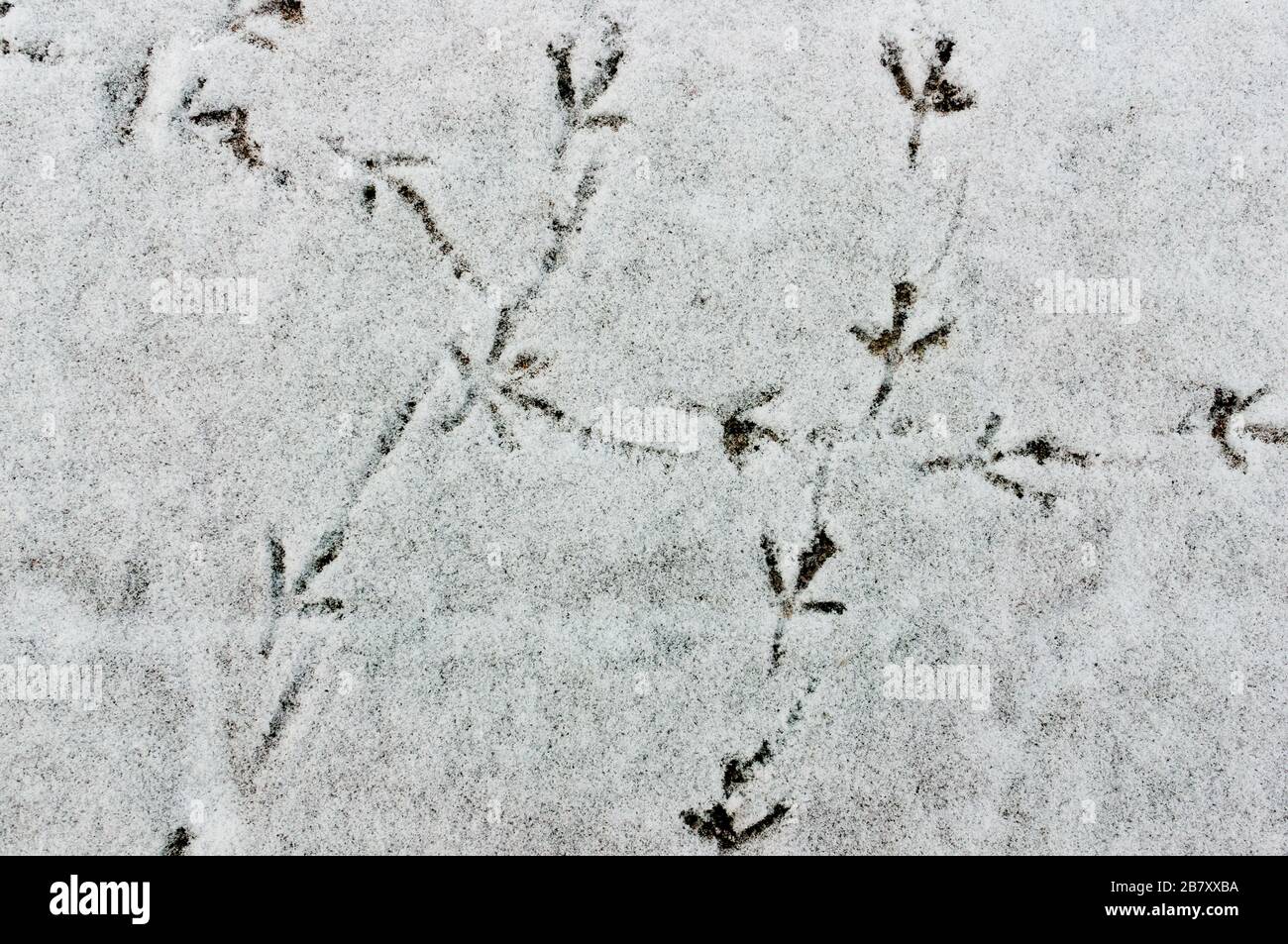traces d'oiseaux sur la neige gros plan. empreintes sur la neige. Paysage d'hiver. Banque D'Images