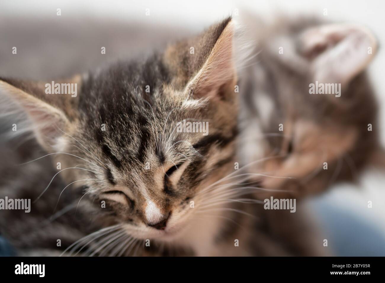 Tabby chaton endormi gros plan, un autre chaton avec des caresses. Banque D'Images