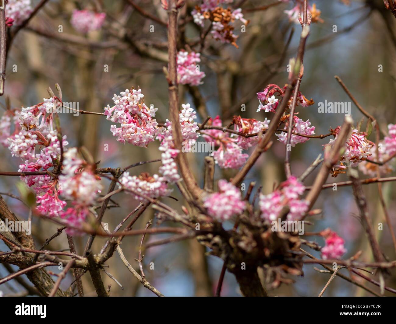 Fleurs blanches rouges sur un arbre au printemps Banque D'Images