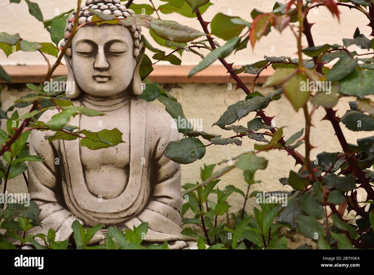 Figure de Bouddha de pierre parmi les buissons de rose après la pluie Banque D'Images
