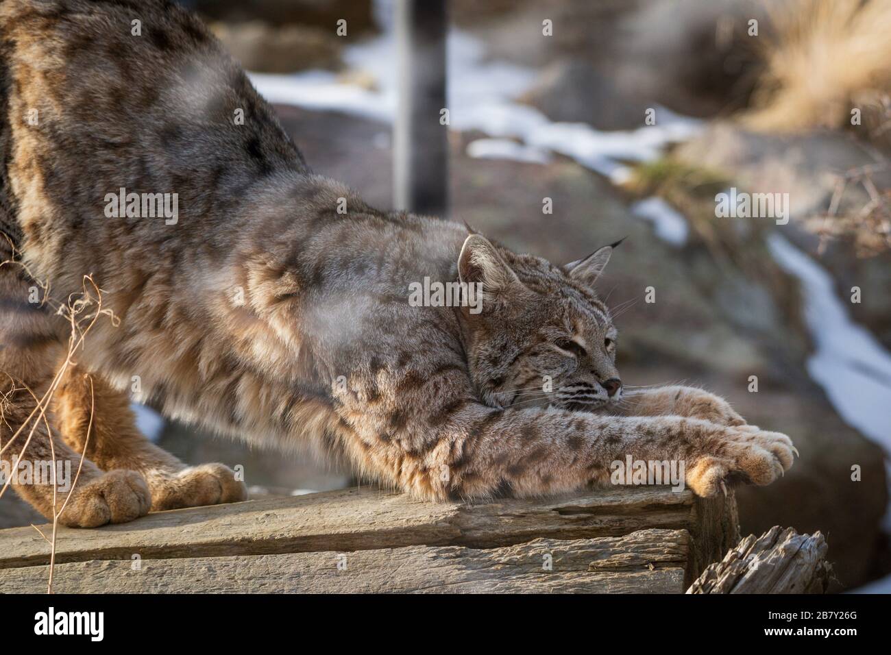chat nord