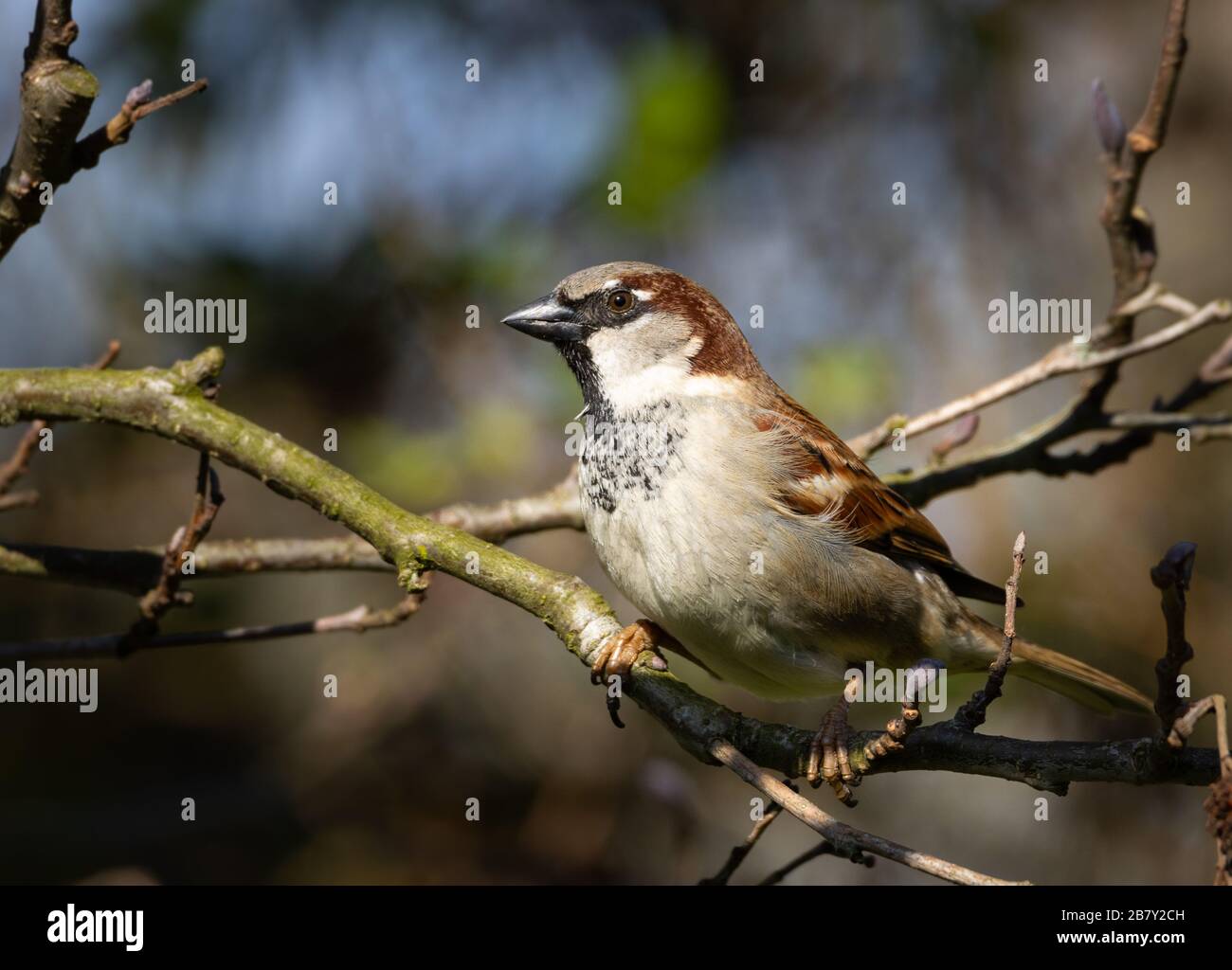 Portrait d'une maison masculine sparrow assise sur une branche d'arbre à la recherche de nourriture. Gros plan. Banque D'Images