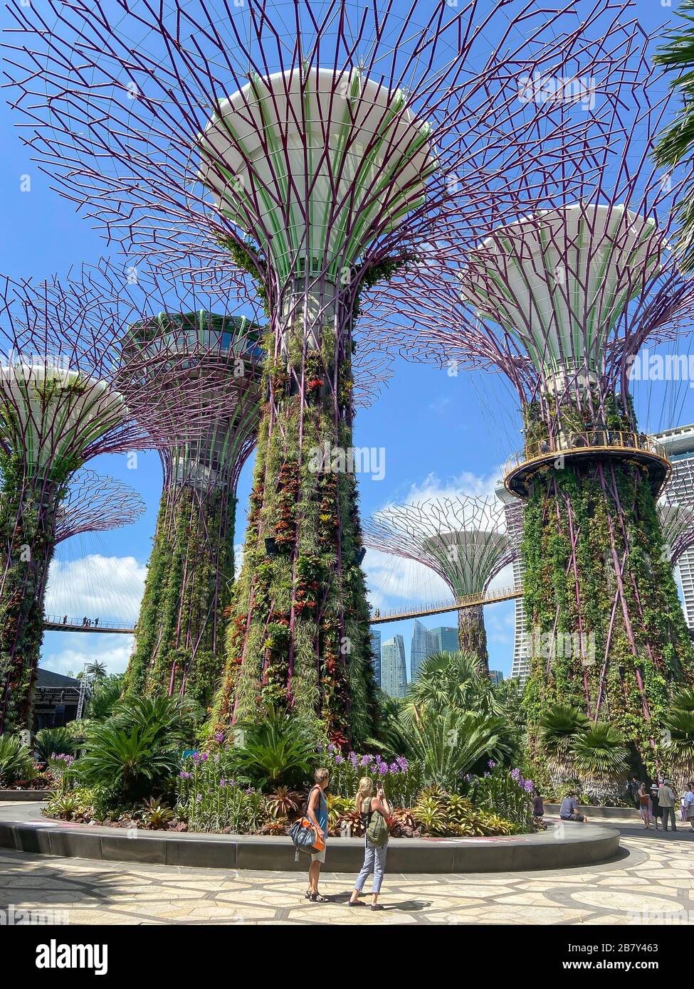 Supertree Grove et Skyway, Gardens by the Bay, Marina Bay, île de Singapour (Pulau Ujong), Singapour Banque D'Images