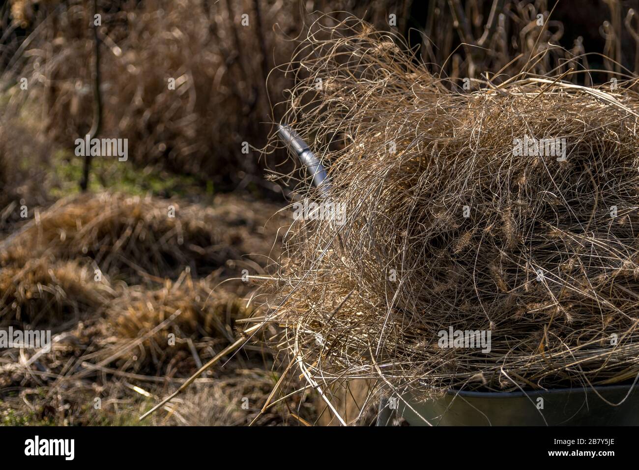 Couper les herbes ornementales au début du printemps. Banque D'Images