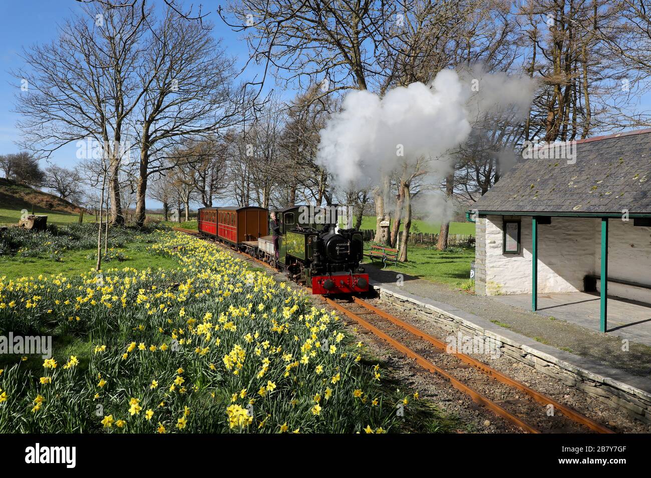 Le n°7 « Tom Rolt » arrive à Rhyryronen sur le chemin de fer de Talyllyn alors que les jonquilles de printemps sortent. Banque D'Images