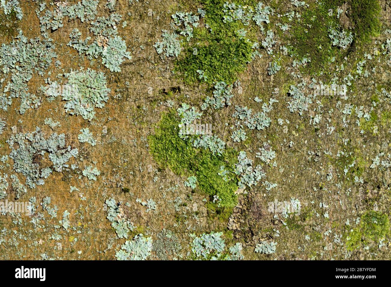 Moss et greenshield lichen, Flavoparmelia camerata, sur un tronc d'arbre à Clifton, Bristol, Royaume-Uni Banque D'Images