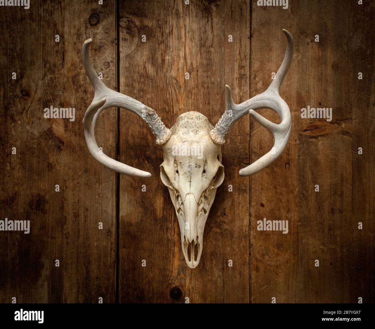 Deer skull with antlers Banque D'Images
