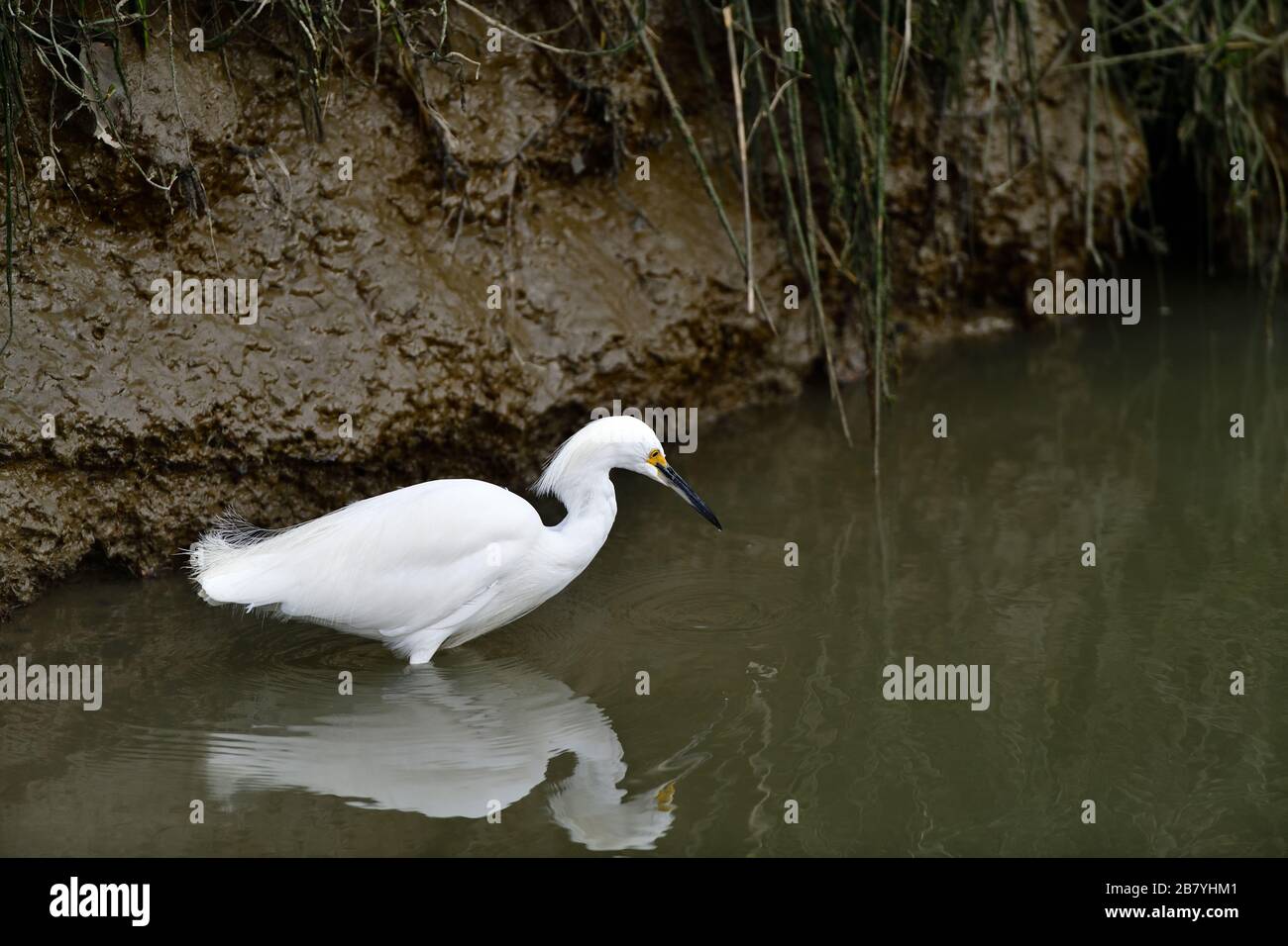 Snowy Egret, alias Egretta thula Banque D'Images