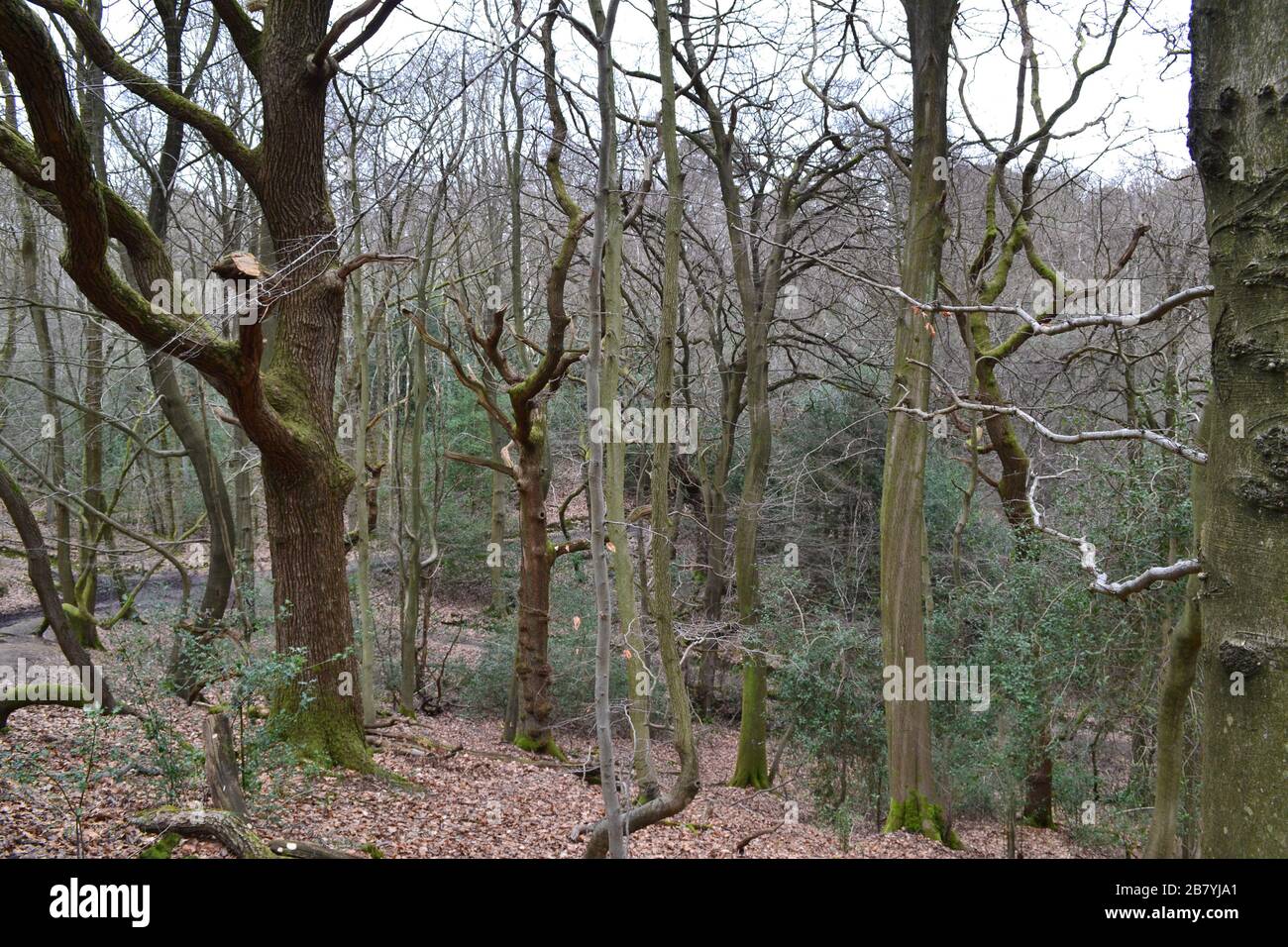Enchevêtrement de branches d'arbres au-dessus de fosses et de falaises sur Greensand Ridge à Toys Hill, Kent, mi-mars. Zone gérée par National Trust Banque D'Images