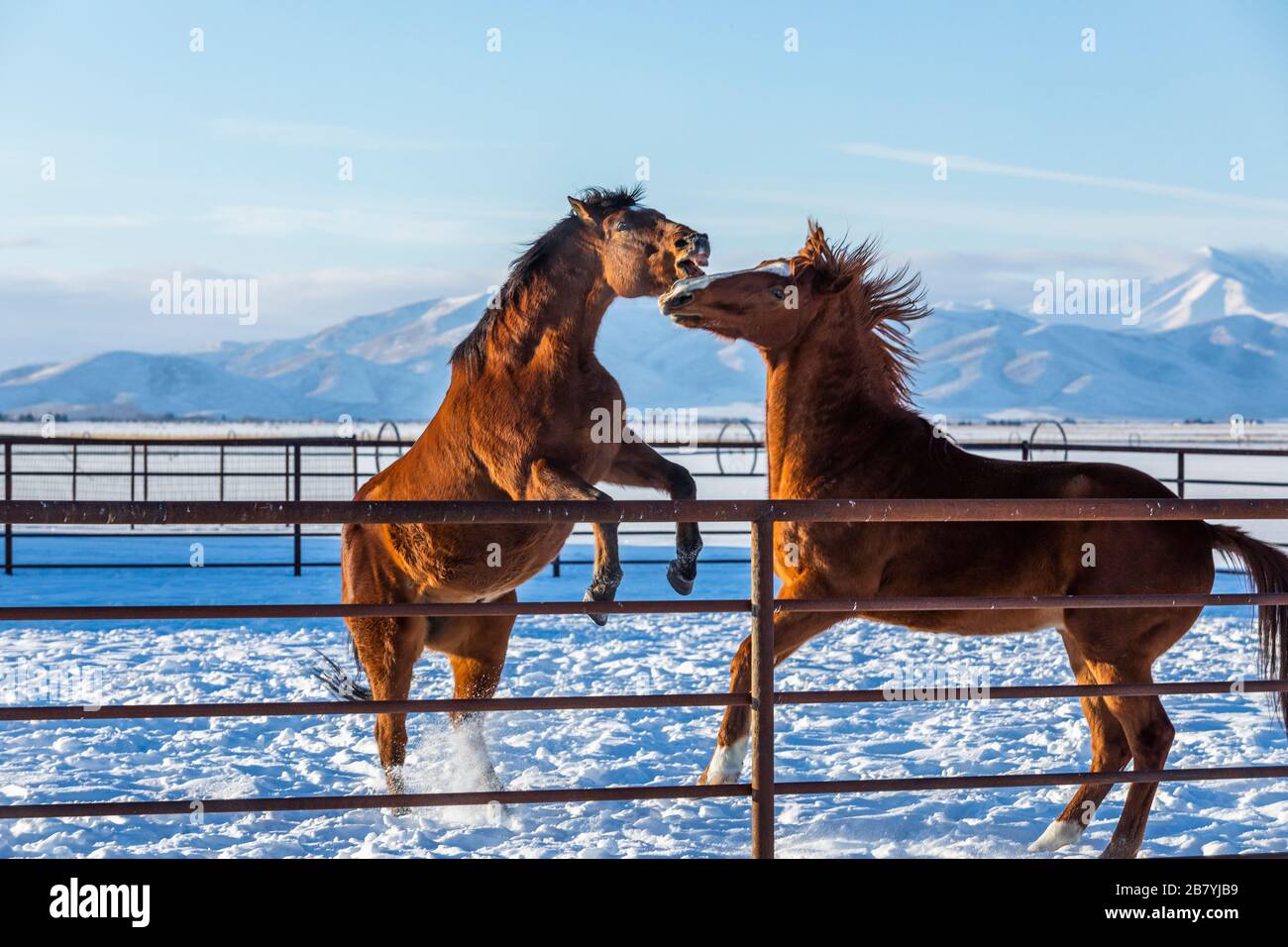 Faire dorer les chevaux dans les enclos en hiver Banque D'Images