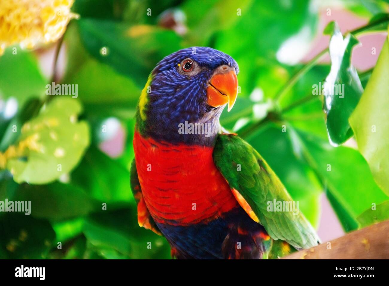 Rainbow Lorikeet de Wildlife Habitat Port Douglas Queensland Australie Banque D'Images