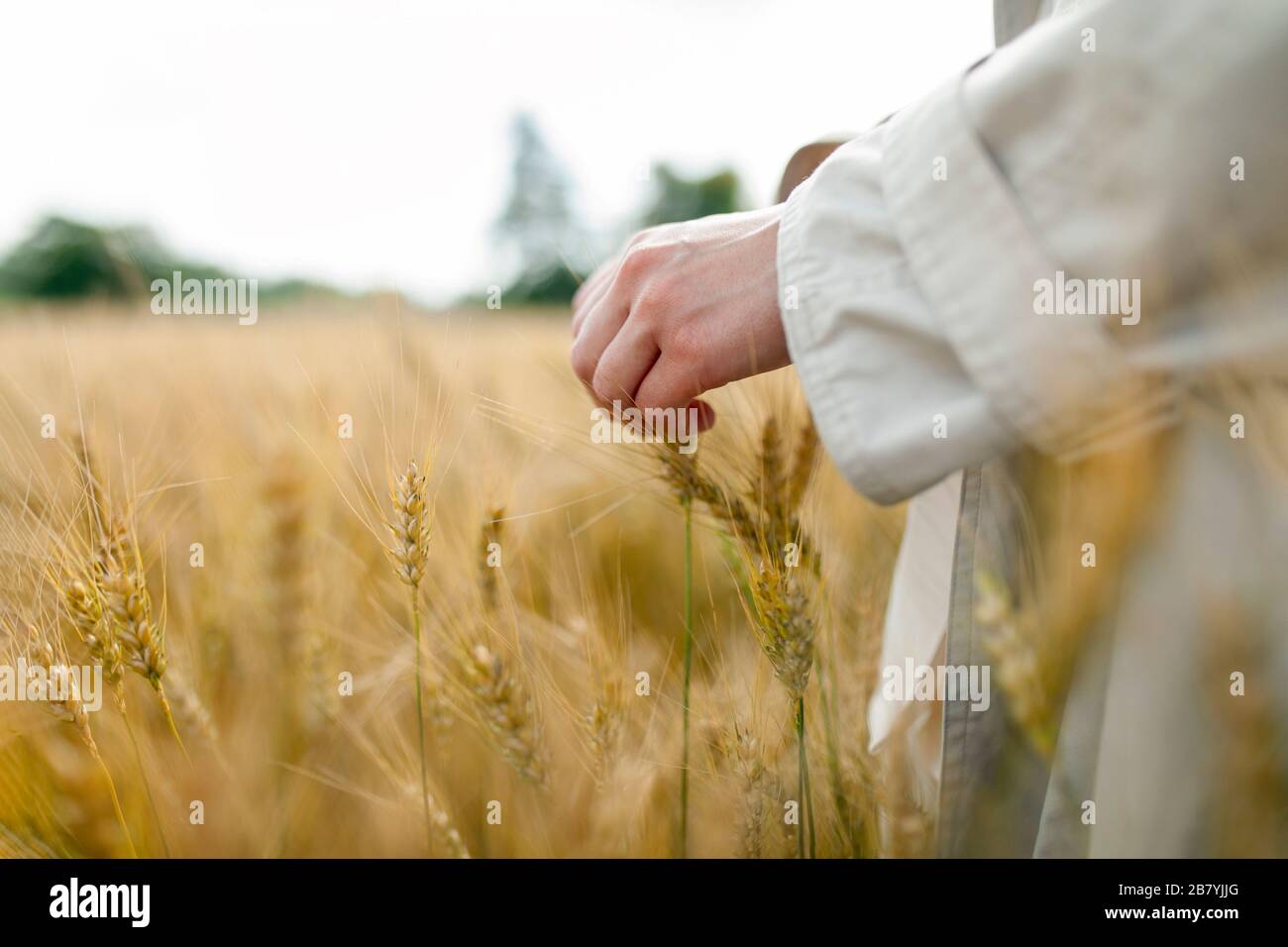 Main de femme dans le champ de blé Banque D'Images