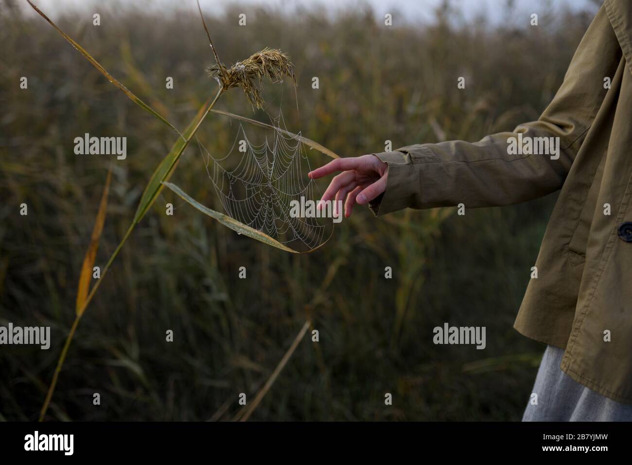 Main de la femme touchant la toile de araignée sur de l'herbe longue Banque D'Images