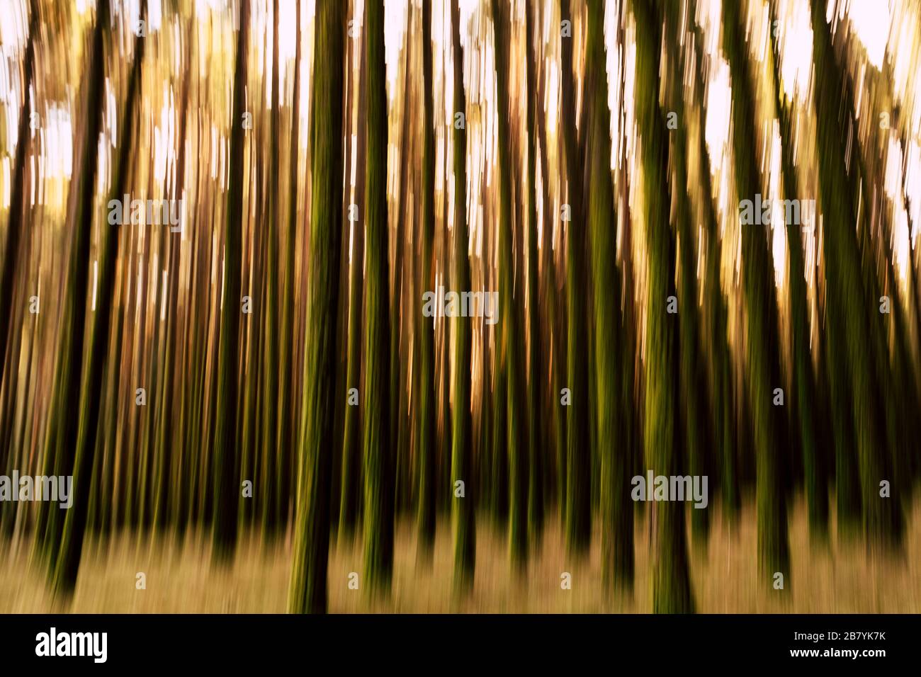 Image du mouvement artistique - concept nature et plein air avec vue sur la forêt et les arbres - la vie sauvage avec personne Banque D'Images