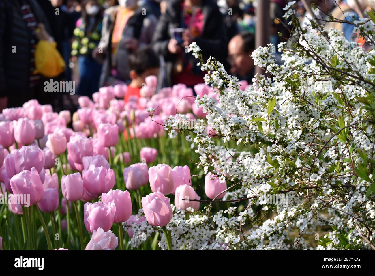 Les fleurs roses et blanches sont en pleine floraison dans un parc au Japon alors que les gens font une promenade en arrière-plan Banque D'Images