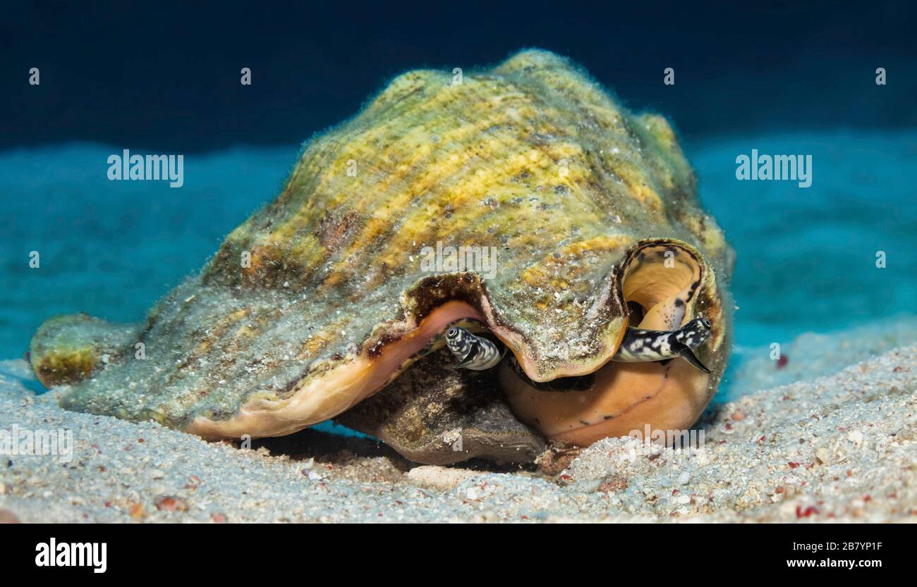 Vue de face des yeux et du pied musclé d'un grand conch (Lobatus gigas) îles Caïmanes, mer des Caraïbes, océan Atlantique Banque D'Images
