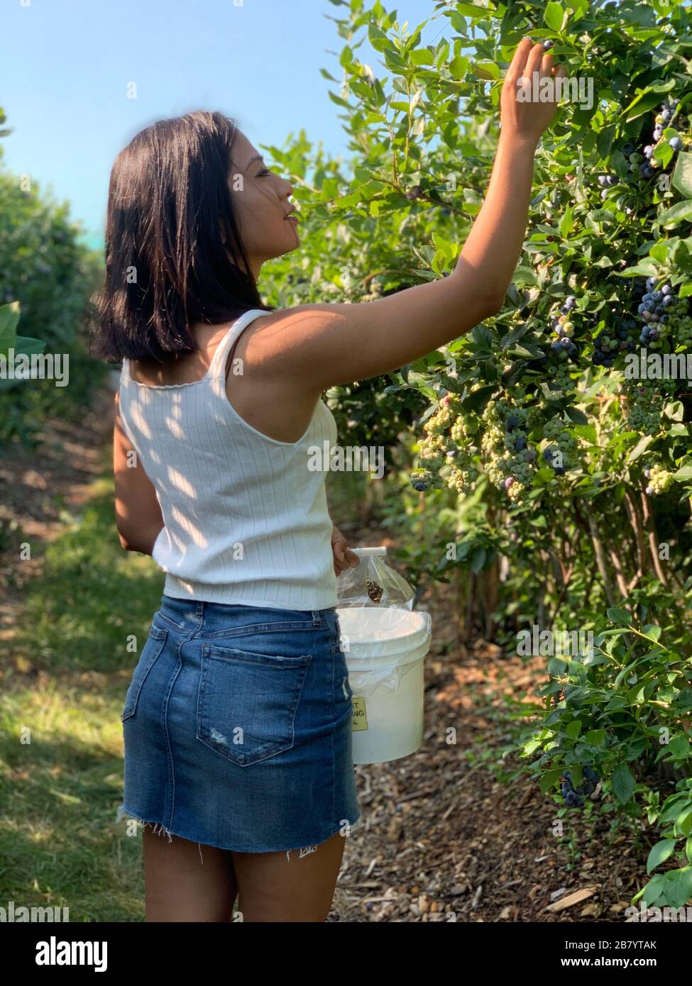 Femme cueillant des myrtilles à la ferme de myrtilles de Nashua New Hampshire ÉTATS-UNIS Banque D'Images