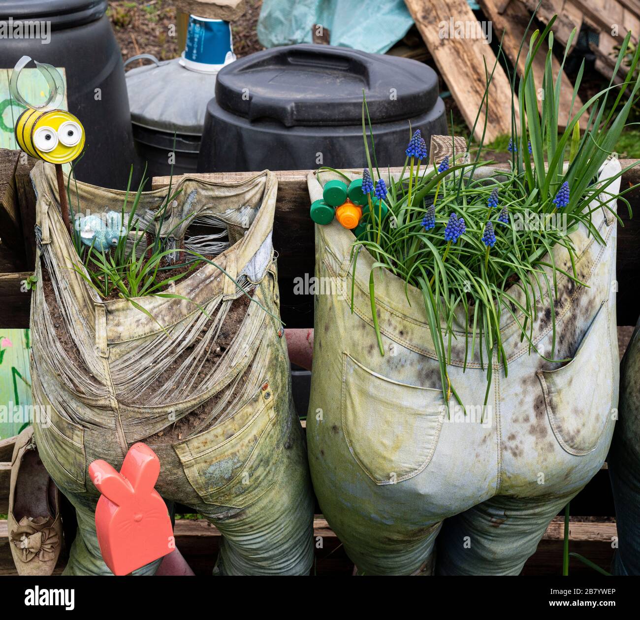 Faire pousser les sacs à l'aide de pantalons recyclés sur un terrain d'allotissement à Bromley. Banque D'Images