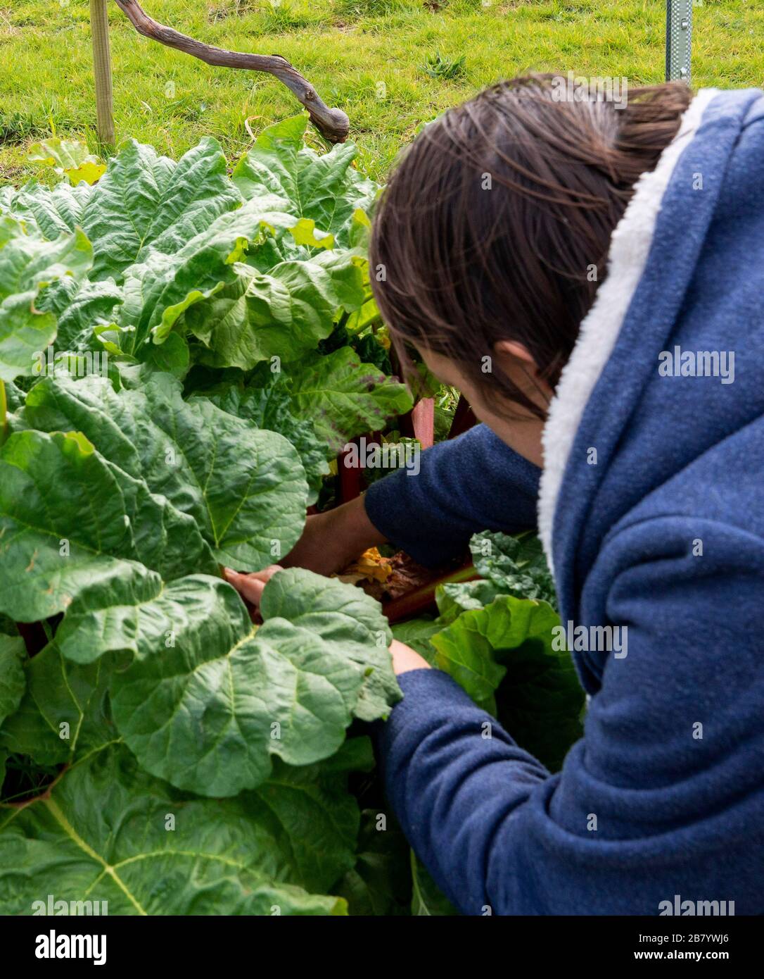 Une femme cultivant la rhubarbe sur un terrain d'allotissement à Bromley. Banque D'Images