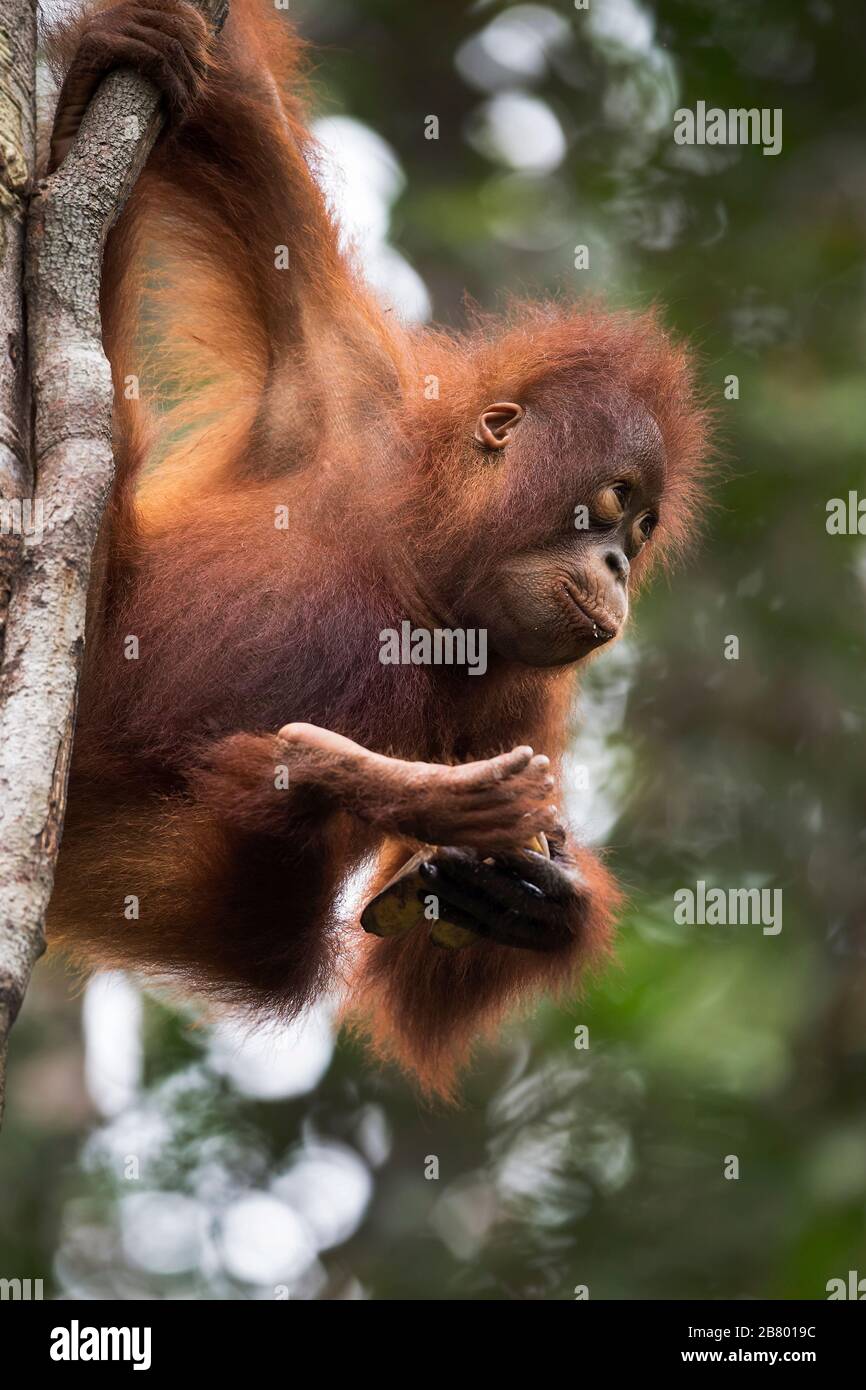 L'image de l'orangoutan de Bornean (Pongo pygmaeus) à Kalimantan, Bornéo, Indonésie. Banque D'Images