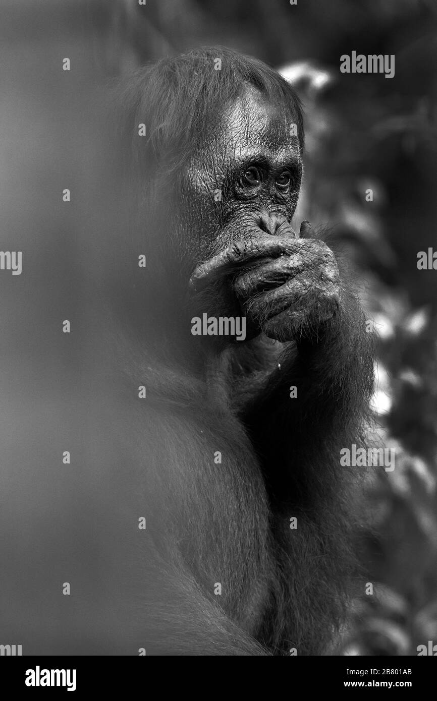 L'image de l'orangé bornean mâle (Pongo pygmaeus) à Kalimantan, Bornéo, Indonésie. Banque D'Images