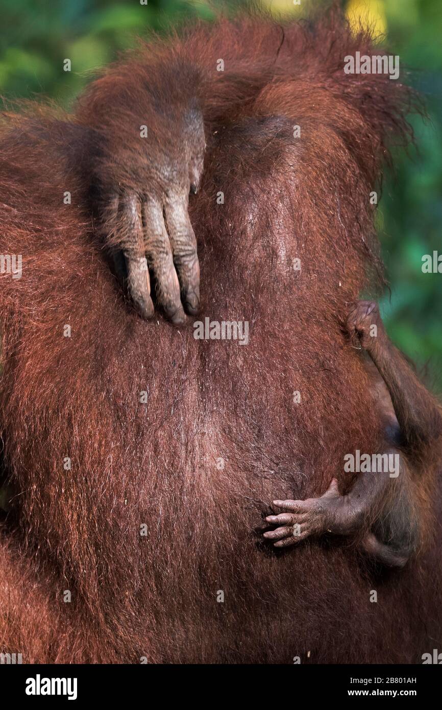 L'image de la mère et du bébé Bornean orangutan (Pongo pygmaeus) à Kalimantan, Bornéo, Indonésie. Banque D'Images