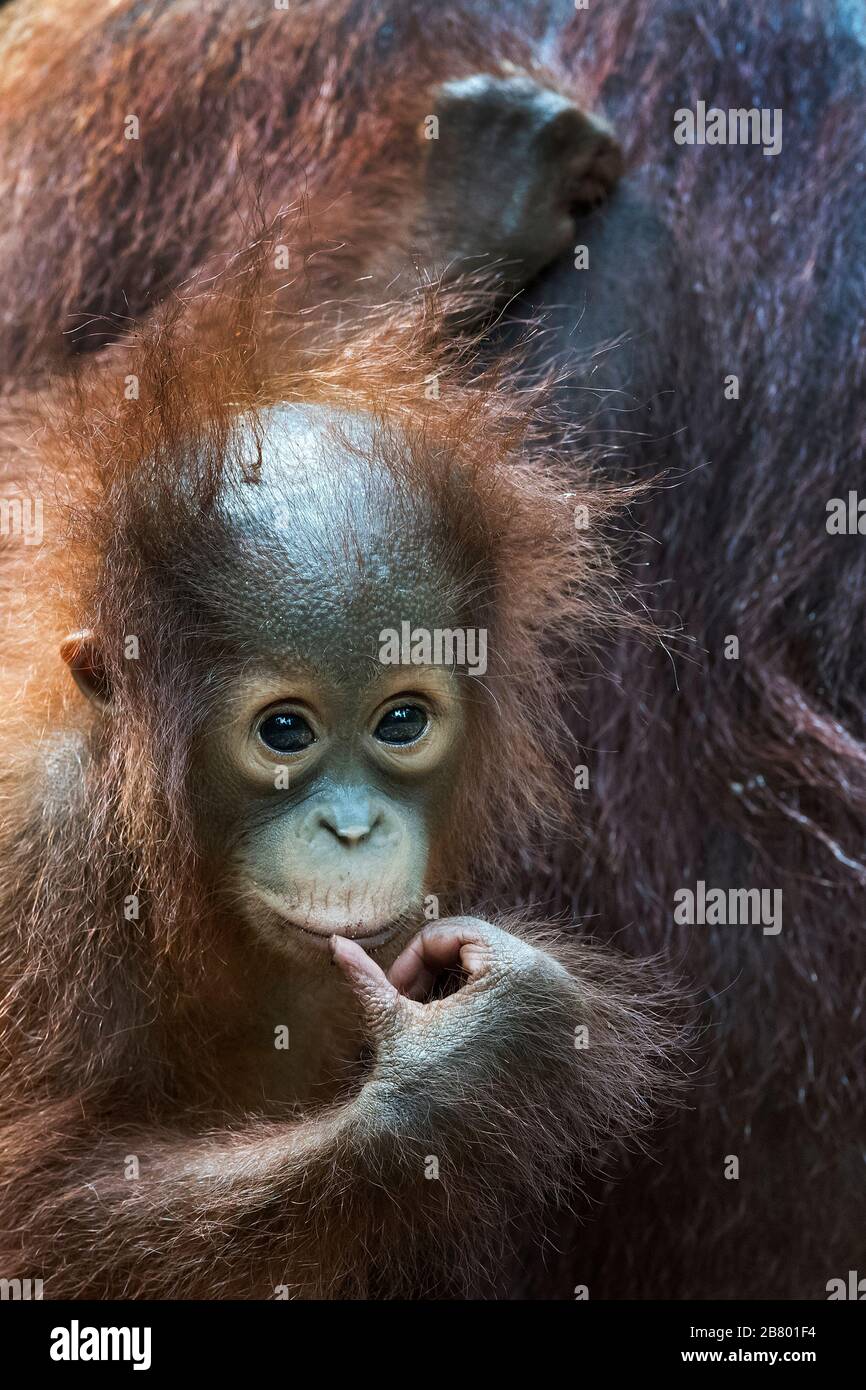 L'image de l'orangoutan de Bornean (Pongo pygmaeus) à Kalimantan, Bornéo, Indonésie. Banque D'Images