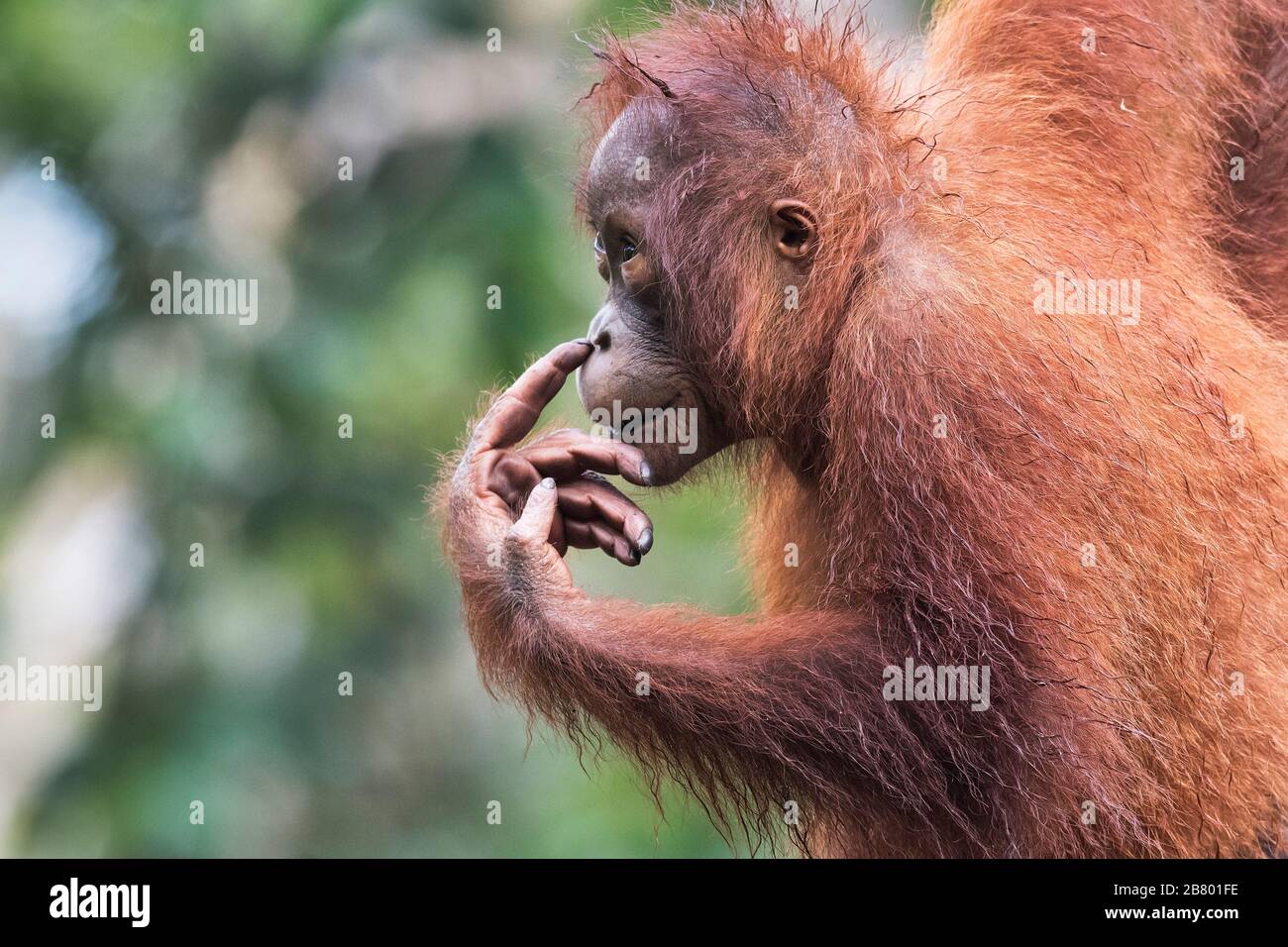 L'image de Bornean orangutan (Pongo pygmaeus) à Kalimantan, Bornéo, Indonésie. Banque D'Images