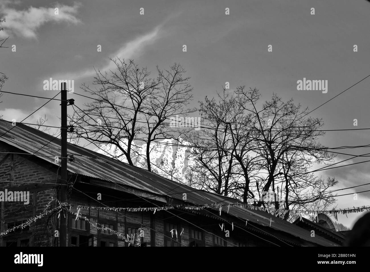 Arbres stériles, Pahalgam, Cachemire, Jammu-et-Cachemire, Inde, Asie Banque D'Images Arbres stériles, Pahalgam, Cachemire, Jammu-et-Cachemire, Inde, Asie Banque D'Images