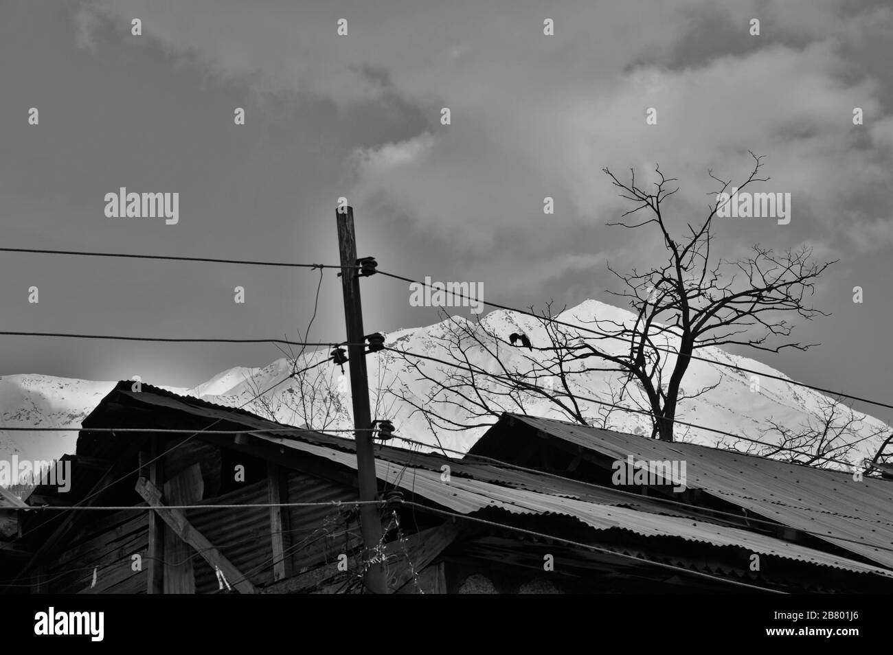 Arbres stériles, Pahalgam, Cachemire, Jammu-et-Cachemire, Inde, Asie Banque D'Images Arbres stériles, Pahalgam, Cachemire, Jammu-et-Cachemire, Inde, Asie Banque D'Images