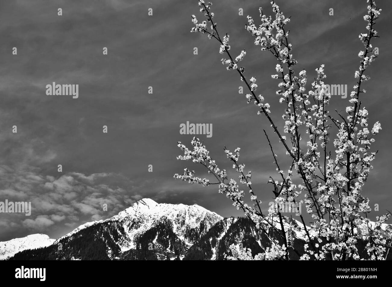 Arbre fleuri, montagnes de l'Himalaya, Pahalgam, Cachemire, Jammu-et-Cachemire, Inde, Asie Banque D'Images Arbre fleuri, montagnes de l'Himalaya, Pahalgam, Cachemire, Jammu-et-Cachemire, Inde, Asie Banque D'Images