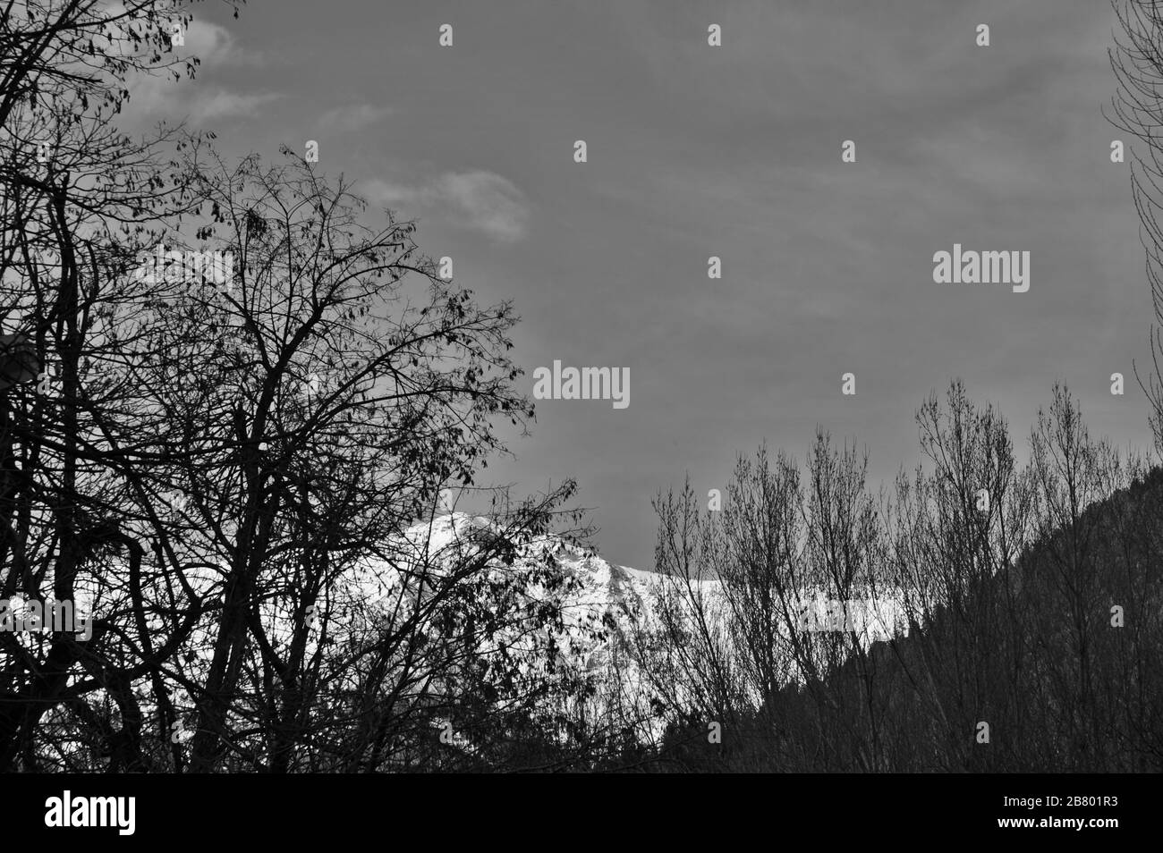Arbres sans feuilles, montagnes de l'Himalaya, Pahalgam, Cachemire, Jammu-et-Cachemire, Inde, Asie Banque D'Images Arbres sans feuilles, montagnes de l'Himalaya, Pahalgam, Cachemire, Jammu-et-Cachemire, Inde, Asie Banque D'Images