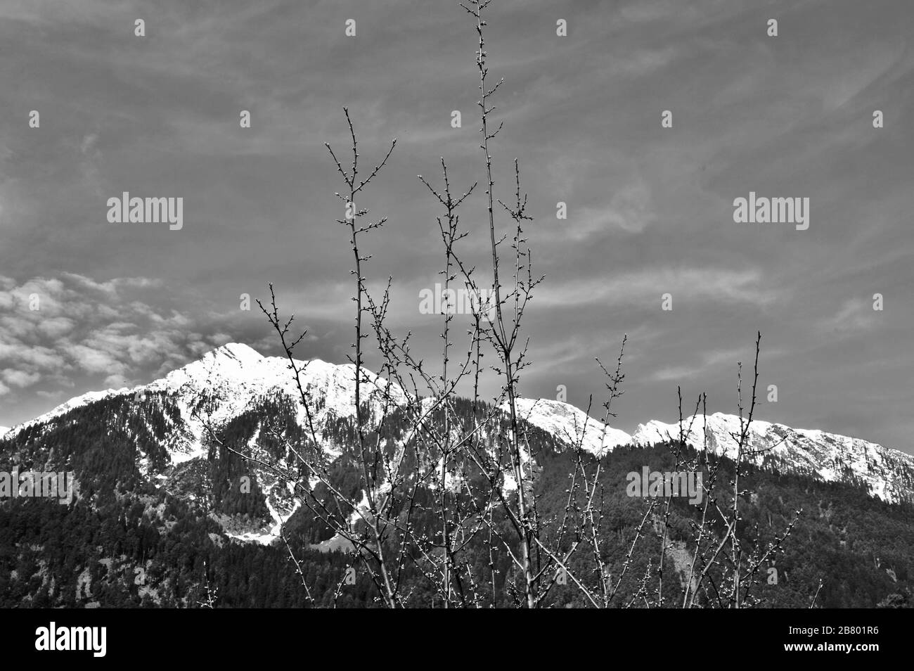 Arbre sans feuilles, montagnes de l'Himalaya, Pahalgam, Cachemire, Jammu-et-Cachemire, Inde, Asie Banque D'Images Arbre sans feuilles, montagnes de l'Himalaya, Pahalgam, Cachemire, Jammu-et-Cachemire, Inde, Asie Banque D'Images