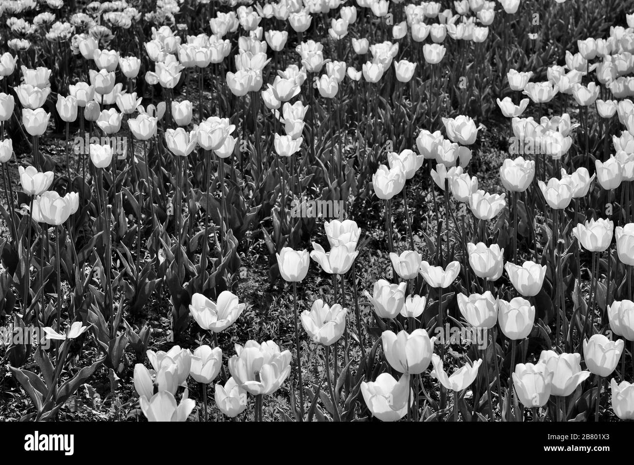Indira Gandhi Memorial Tulip flower Garden, Srinagar, Cachemire, Jammu-et-Cachemire, Inde, Asie Banque D'Images