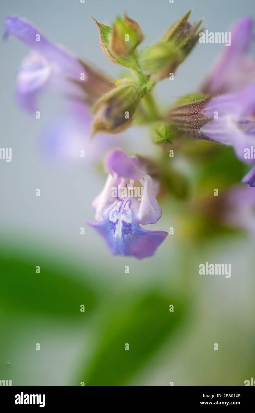 Salvia officinalis (sauge, aussi appelé jardin sauge, sauge, commune ou culinaires sage) est une plante vivace, à feuilles persistantes, mémoires d'tiges ligneuses avec feuilles grisâtre, Banque D'Images