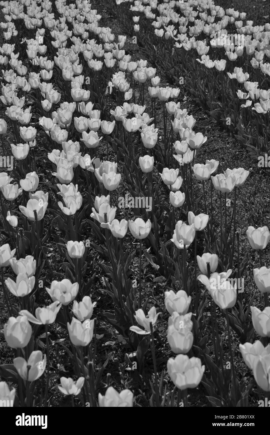 Indira Gandhi Memorial Tulip flower Garden, Srinagar, Cachemire, Jammu-et-Cachemire, Inde, Asie Banque D'Images