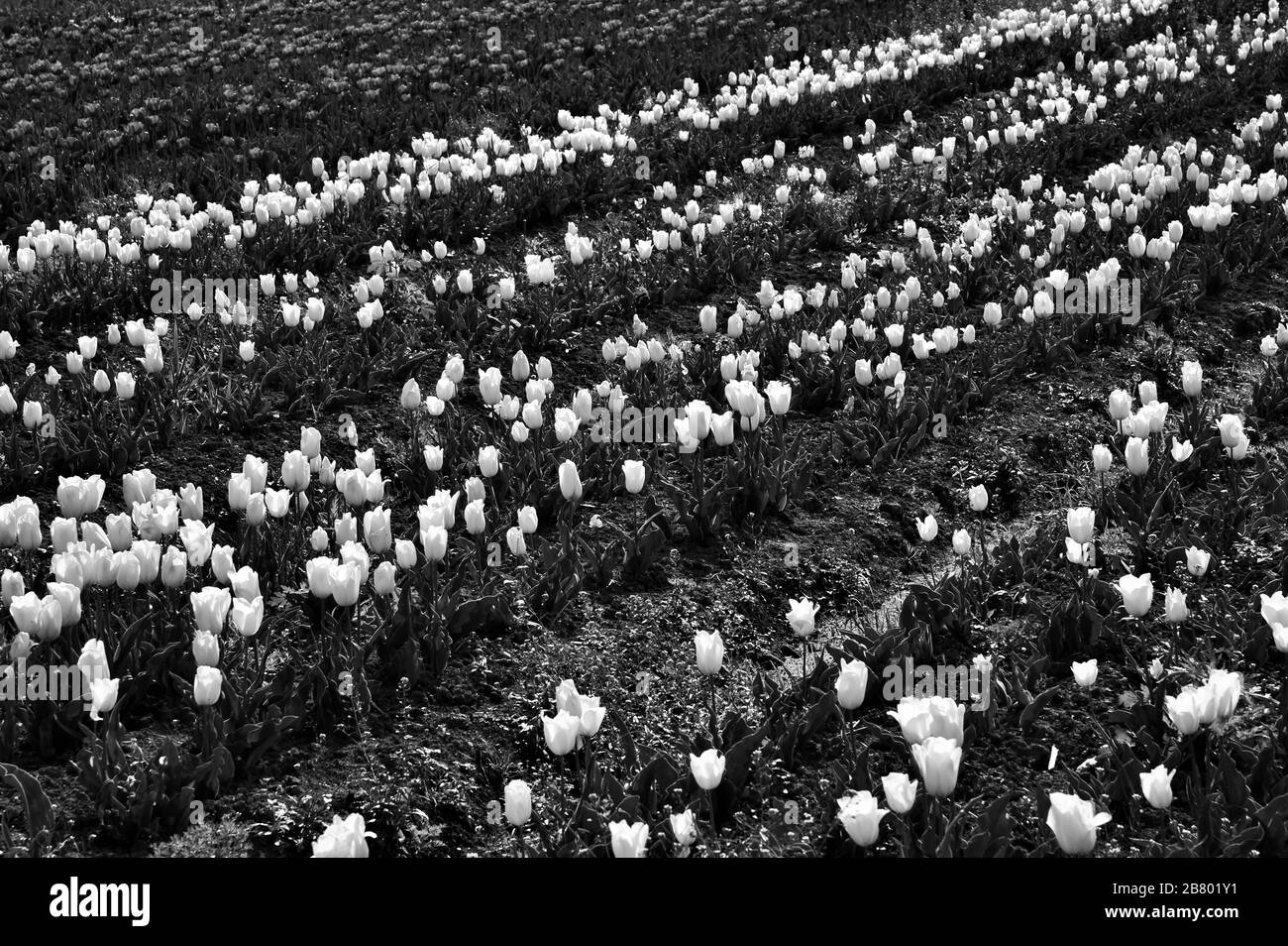 Indira Gandhi Memorial Tulip flower Garden, Srinagar, Cachemire, Jammu-et-Cachemire, Inde, Asie Banque D'Images