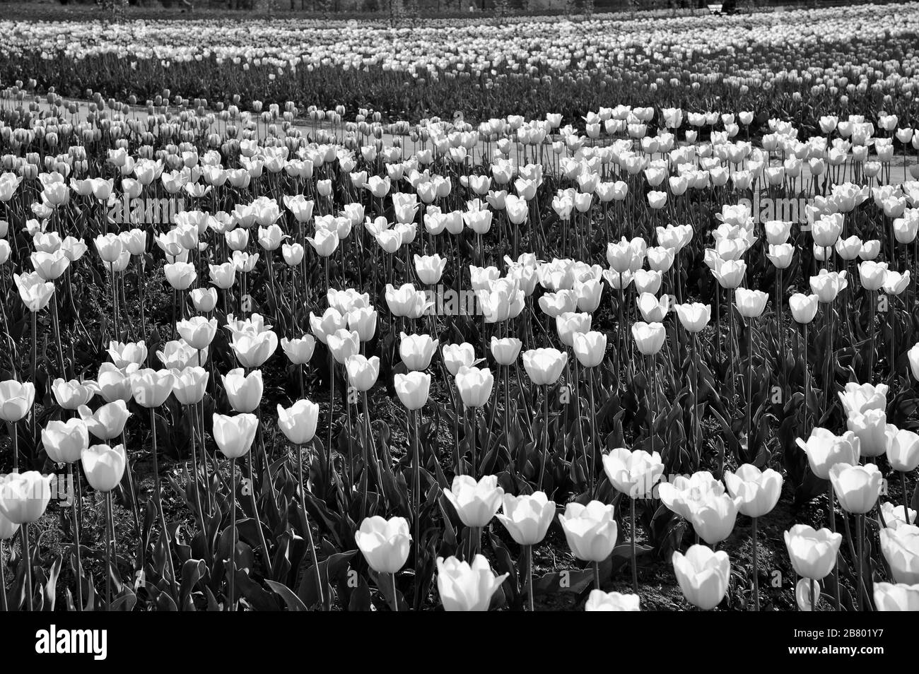 Indira Gandhi Memorial Tulip flower Garden, Srinagar, Cachemire, Jammu-et-Cachemire, Inde, Asie Banque D'Images